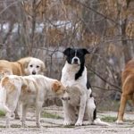 Alarma la Ramnicu Valcea pentru primarul Mircia Gutau caini abandonati langa cesa din Goranu Malul Alb Cine ia masuri