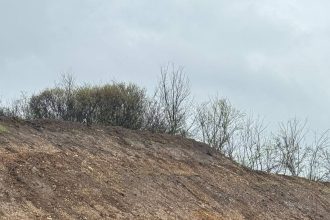 rusine la dragasani magnoliile plantate de primarul costinel stoica furate la scurt timp dupa amenajare