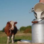 dezastru in agricultura din valcea laptele se vinde sub cost iar vacile sunt trimise la abator