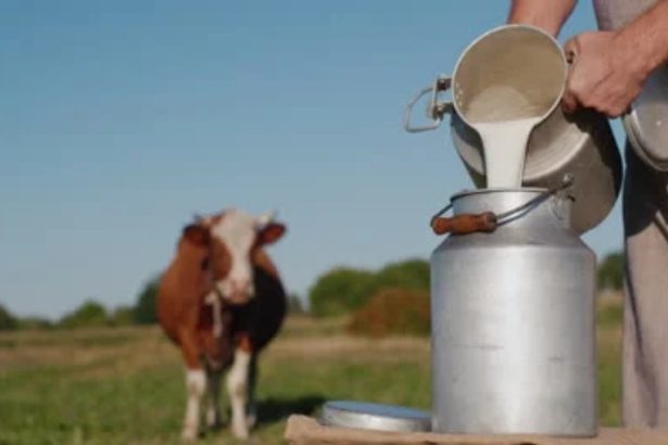 dezastru in agricultura din valcea laptele se vinde sub cost iar vacile sunt trimise la abator