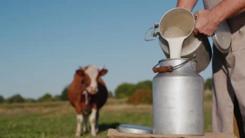 dezastru in agricultura din valcea laptele se vinde sub cost iar vacile sunt trimise la abator