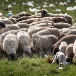 Alerte in Valcea Focar de variola ovina pe Transalpina Circa 500 de oi ar putea fi sacrificate