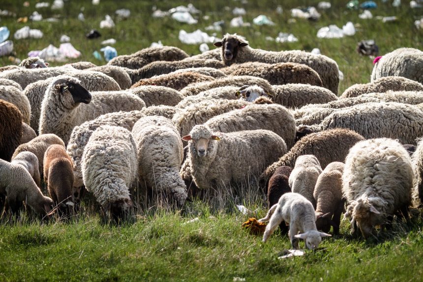 Alerte in Valcea Focar de variola ovina pe Transalpina Circa 500 de oi ar putea fi sacrificate