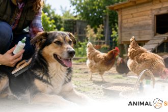 Deparazitarea animalelor domestice sfaturi practice pentru caini si gaini