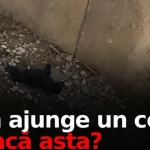Doi copii din Berbești au ucis doi căței și au rănit cinci. Părinții, amendați cu 500 lei
