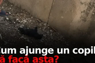 Doi copii din Berbești au ucis doi căței și au rănit cinci. Părinții, amendați cu 500 lei