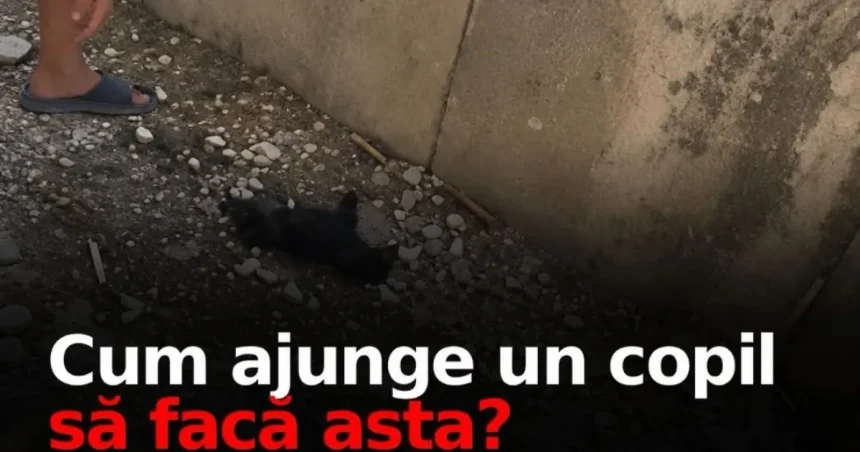 Doi copii din Berbești au ucis doi căței și au rănit cinci. Părinții, amendați cu 500 lei