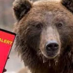 Urs în gospodărie la Bărbătești: animale ucise și alertă RO-Alert