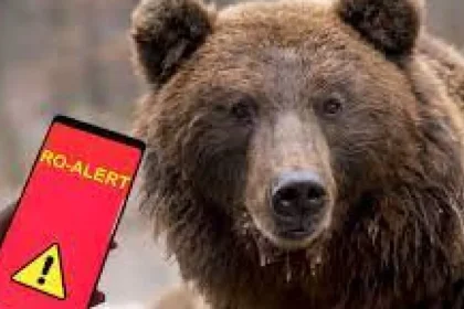 Urs în gospodărie la Bărbătești: animale ucise și alertă RO-Alert
